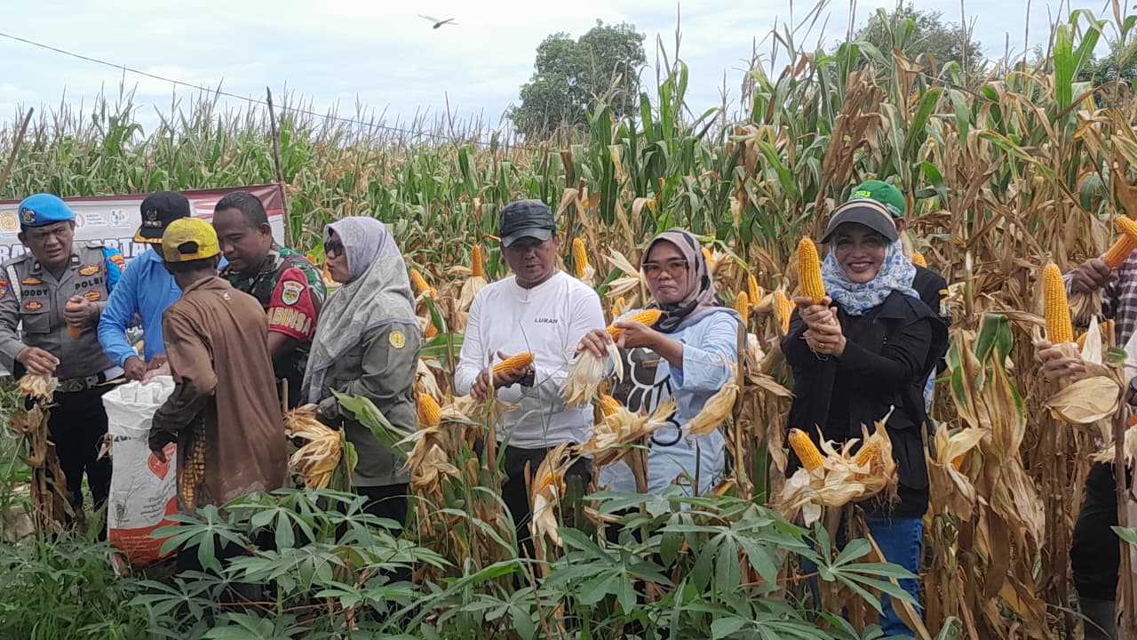 Panen Jagung Kuatir III